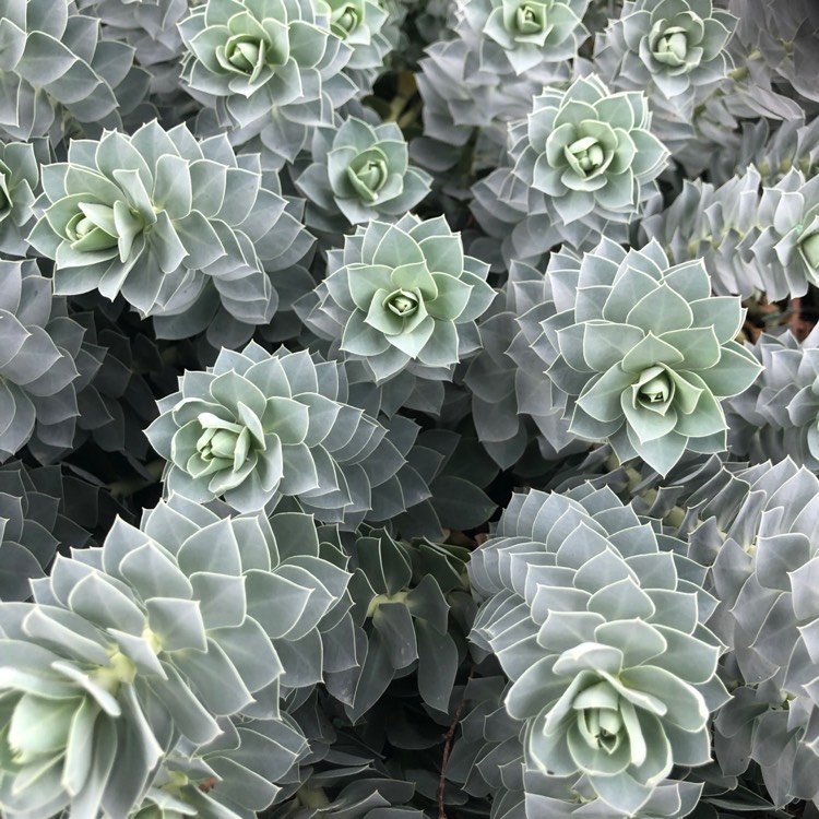 Plant image Euphorbia myrsinites