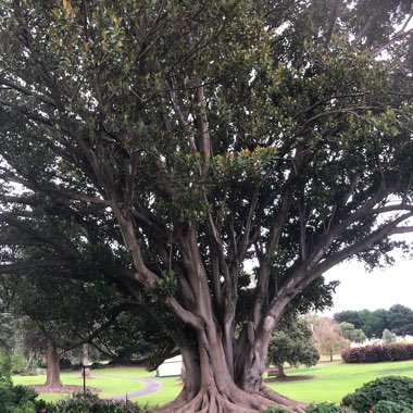 Ficus Macrophylla