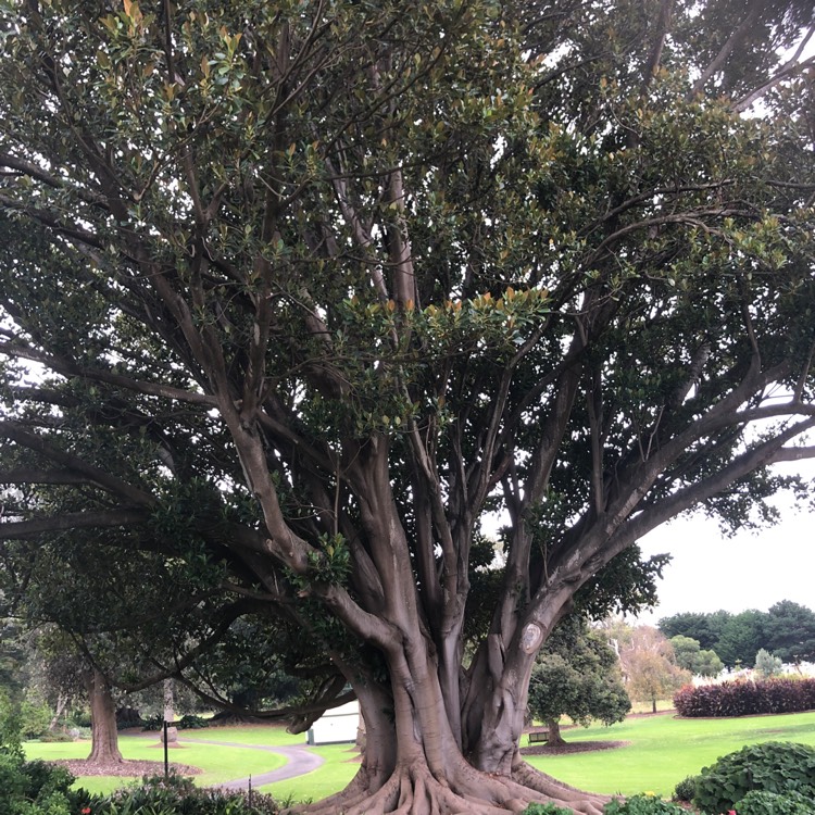 Plant image Ficus Macrophylla