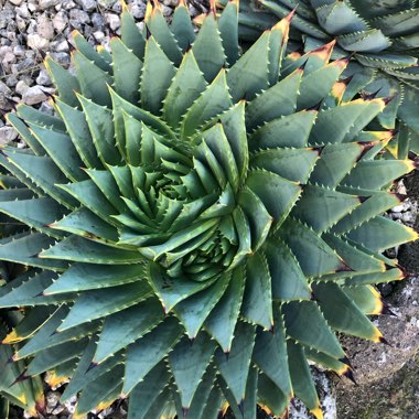 Aloe Polyphylla