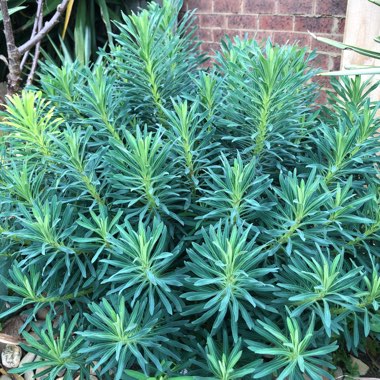 Euphorbia characias subsp. wulfenii syn. Euphorbia wulfenii