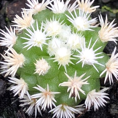 Mammillaria Vetula ssp. Gracillis