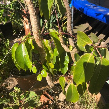 Schefflera actinophylla