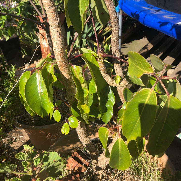 Plant image Schefflera actinophylla