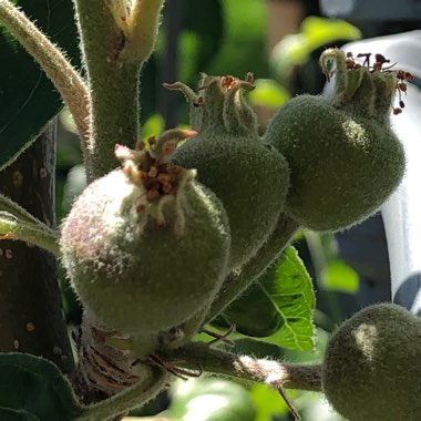 Malus domestica 'Fuji'