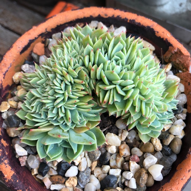 Plant image Echeveria Secunda Cristata