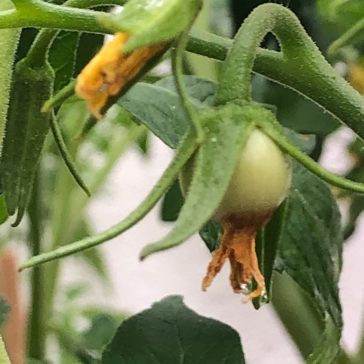 Plant image Solanum Lycopersicum 'Siberian'