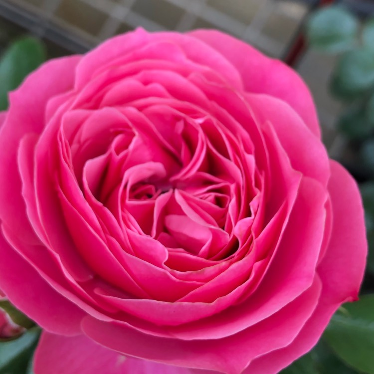 Plant image Rosa 'Leonardo Da Vinci'