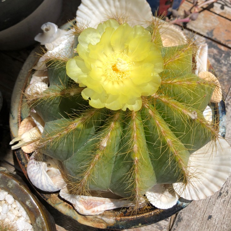 Plant image Parodia  syn. Notocactus