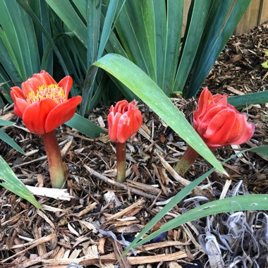 Haemanthus coccineus