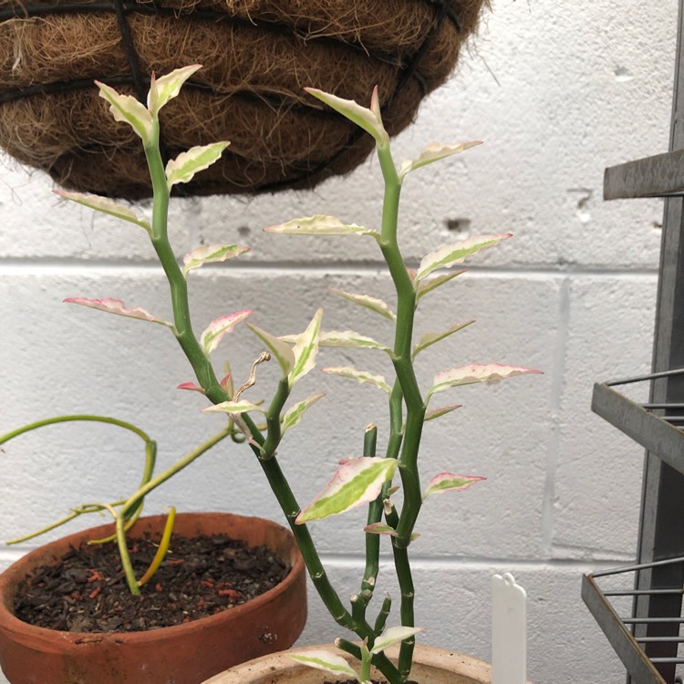 Plant image Euphorbia tithymaloides ‘Variegatus'

