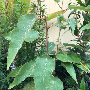 Corymbia Citriodora syn. Eucalyptus Citriodora