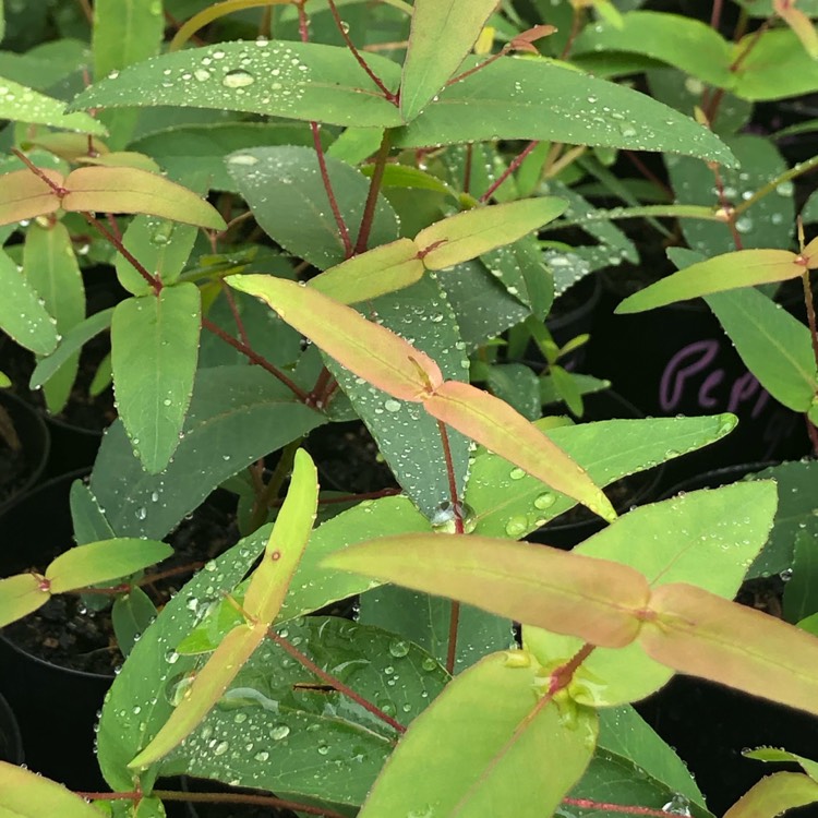 Plant image Eucalyptus nicholii