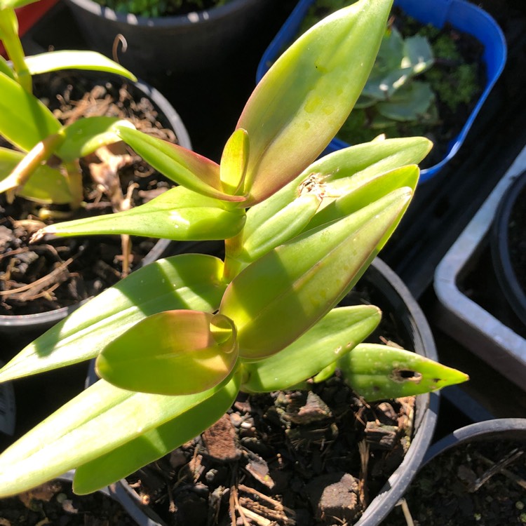 Plant image Epidendrum