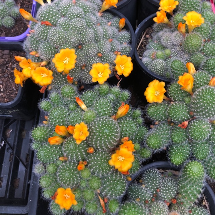 Plant image Rebutia fabrisii var. aureiflora