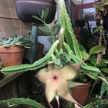 Starfish Plant