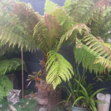 Cyathea cooperi syn. Alsophila cooperi