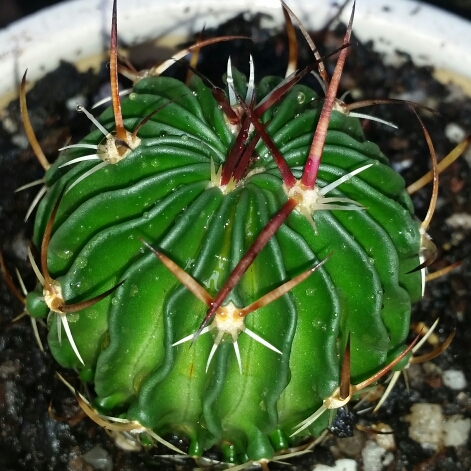 Plant image Stenocactus hastatus syn. Echinofossulocactus hastatus