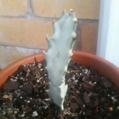 Euphorbia lactea 'White Ghost'