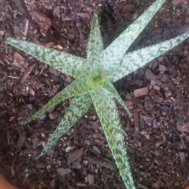 Aloe Morgan's hybrid