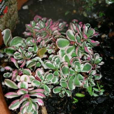 Sedum Spurium Tricolor