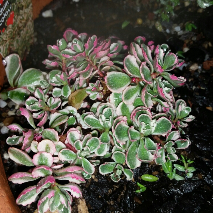 plant image 682102