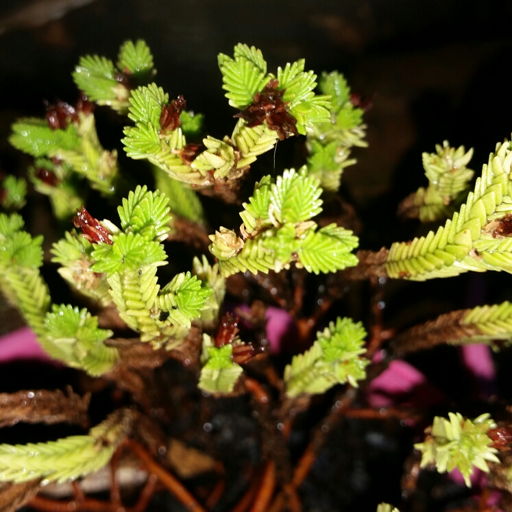 Plant image Crassula Ericoides