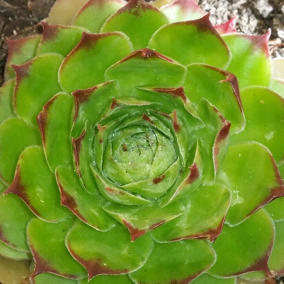 Plant image Sempervivum Tectorum Greenii