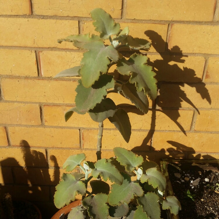 Plant image Kalanchoe Beharensis Oak Leaf