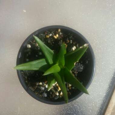 x Alworthia 'Black Gem'