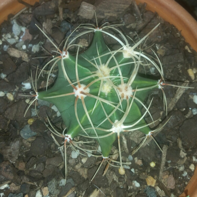 Plant image Ferocactus Lindsayi