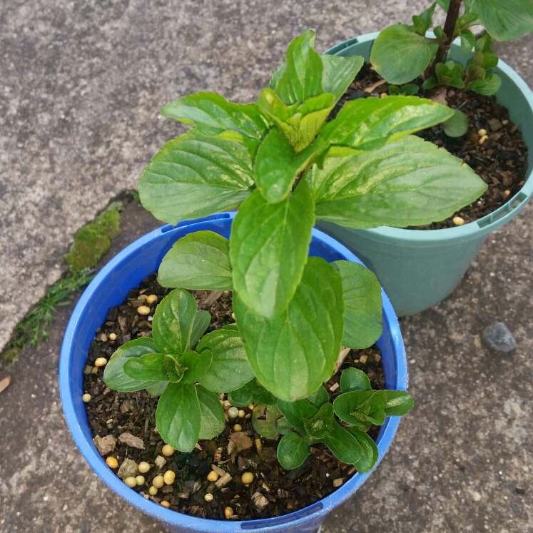 Plant image Mentha arvensis 'Thai'