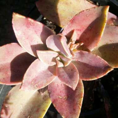 xGraptoveria Douglas Huth