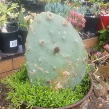 Opuntia