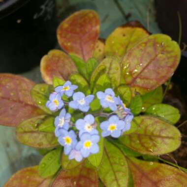 Myosotis arvensis