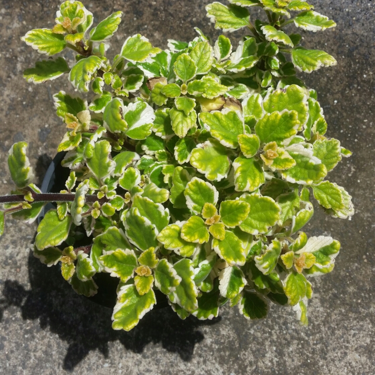 Plant image Plectranthus forsteri 'Marginatus' syn. Plectranthus coleoides 'Marginatus', Plectranthus glabratus 'Marginatus'