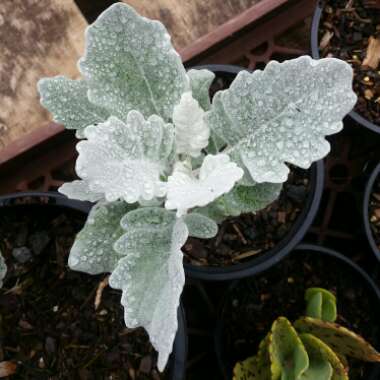 Senecio cineraria 'Silver Dust'