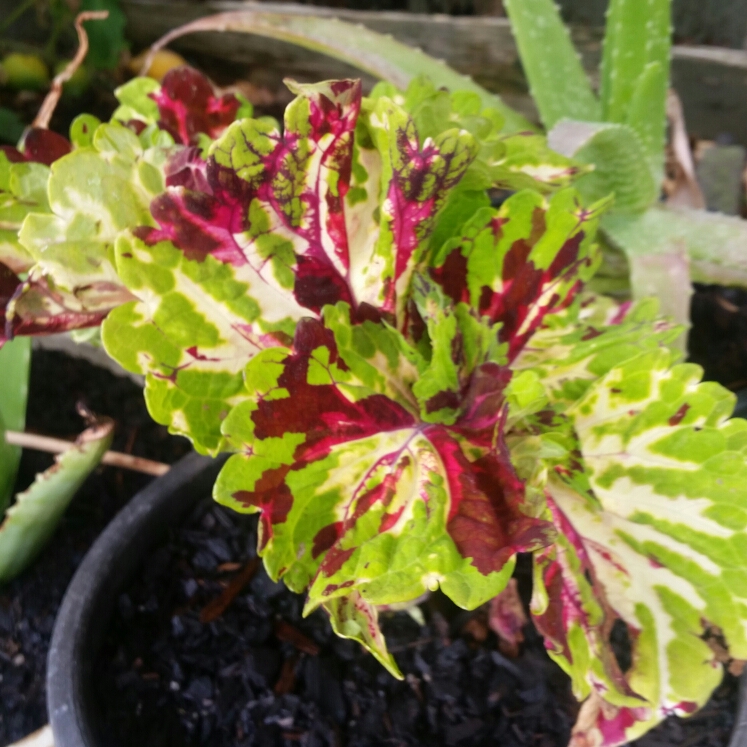 Plant image Plectranthus scutellarioides 'Scatter Splatter'