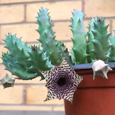 Huernia