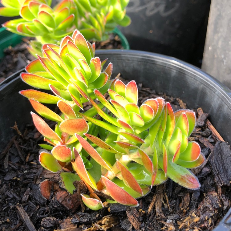 Plant image Crassula Ciliata