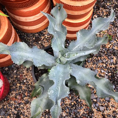 Agave gypsophila 'Blue Curls'