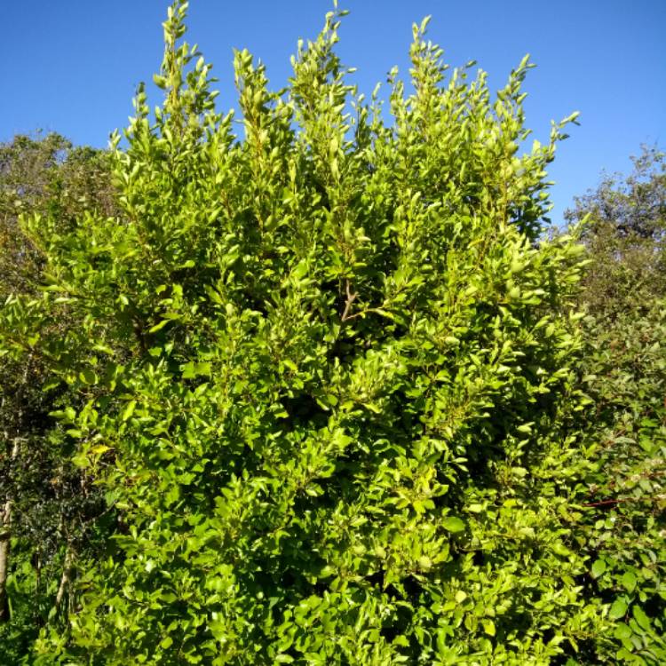 Plant image Griselinia littoralis