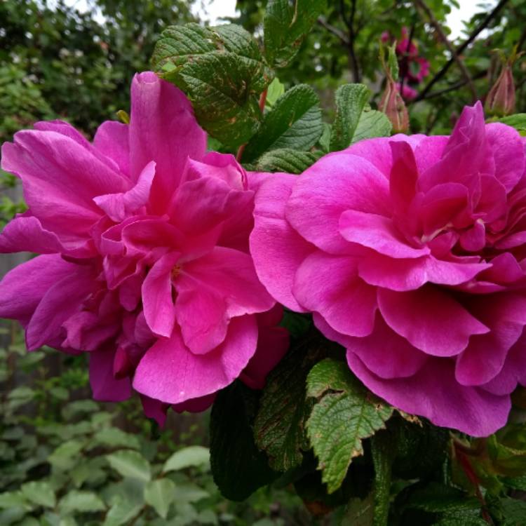 Plant image Rosa rugosa 'Hansa'