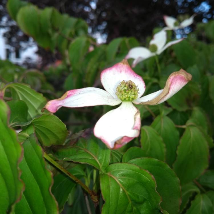 Plant image Cornus x rutgersensis 'Rutgan' (Stellar Series) syn. Cornus x rutgersensis 'Stellar Pink'