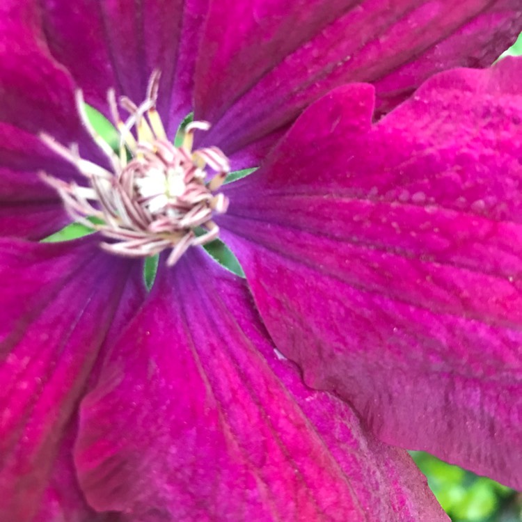 Plant image Clematis jackmanii 'Superba'