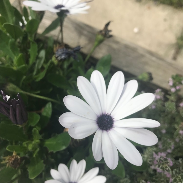 Plant image Osteospermum 'Flowerpower Ice White'