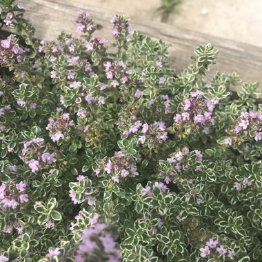 Thyme