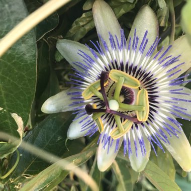 Passion Flower