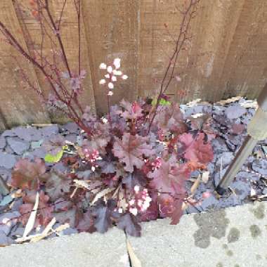 Heuchera