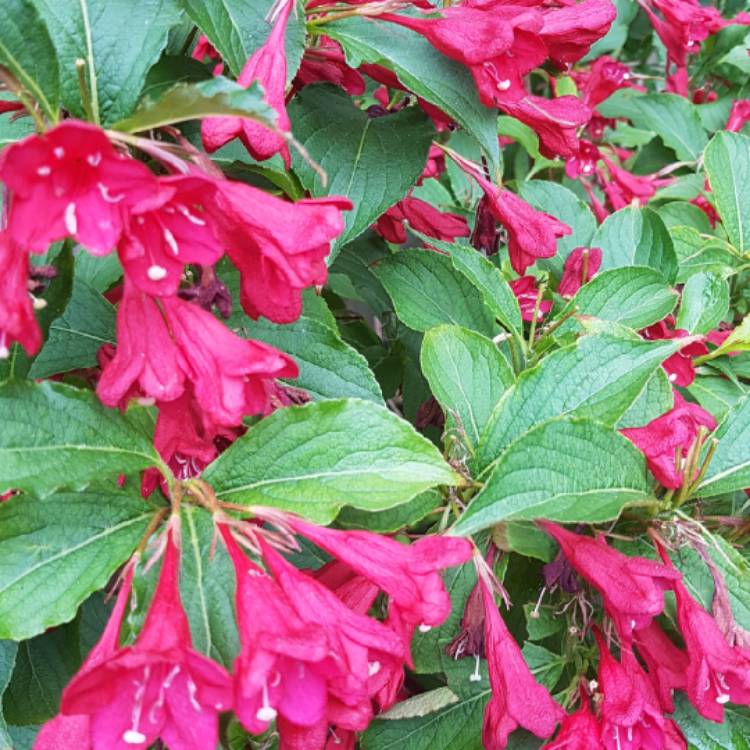 Plant image Weigela 'Bristol Ruby'